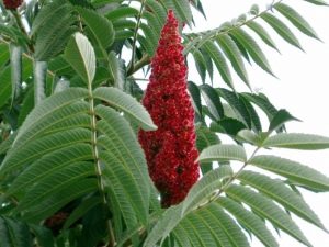  Sumac deerhorn - spectacular vinegar tree