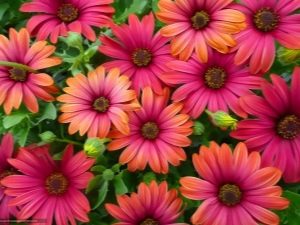  Osteospermum - afrykańska stokrotka