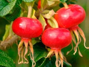  How does rosehip affect pressure: increases or decreases?