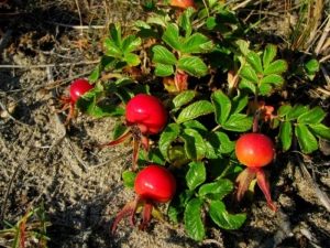  Rose Hip: useful properties and contraindications