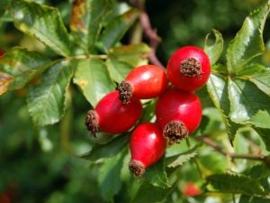  All about rosehips: beneficial properties and contraindications