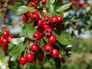  Hawthorn: fajgazdagság és sokféle fajta