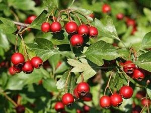  Hawthorn: jak uprawiać tę piękną roślinę w twoim ogrodzie?