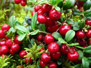 Lingonberry for kidney disease: the benefits and harm