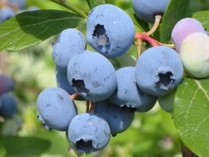  Blueberry Bleukrop: cechy odmiany i możliwość jej uprawy