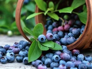  Blueberry Patriot: a bogyók jellemzői és a növekvő tippek