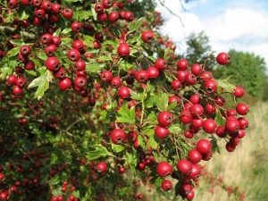  Nagy hajú Arnold Hawthorn: Szibériában élő amerikai vendég