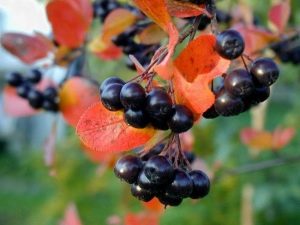  Aronia: uprawa i użytkowanie