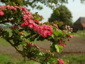  Hawthorn mint díszítő cserje