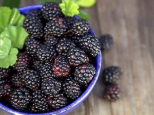  Black Raspberry: the benefits and cultivation