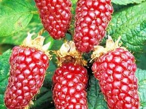  Loganberry Etalina: variety description and care tips