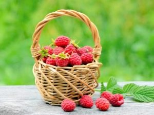  What is the yield of raspberries with 1 ha and how to increase it?