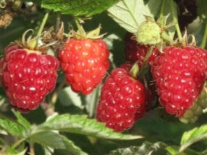  Raspberry Kirzhach: co to za odmiana i jakie są jej zalety?