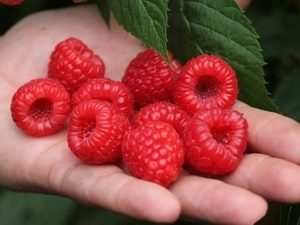  Raspberry Maravilla: features of the variety and rules of care