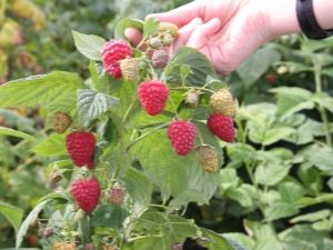  Raspberry Sugana: rules for planting and care