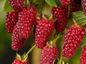  Description of Eggs Tayberry: growing a hybrid, advantages and disadvantages of the variety