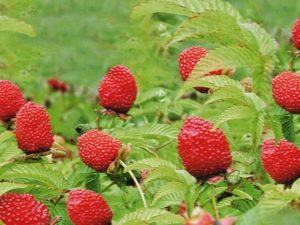 Features of growing Tibetan or Rosolist raspberry