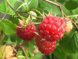  Useful properties of forest raspberry