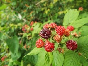 Korai málnafajták: fajleírások és ápolási tippek