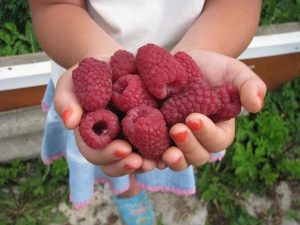  Renovation raspberry: the best varieties and recommendations for growing