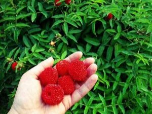  Japanese raspberry: variety description, planting and care