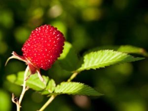  Strawberry raspberry: reproduction and care