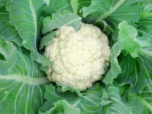 Cauliflower 