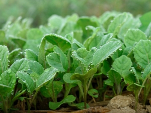 Cauliflower seedlings: the details of planting and growing