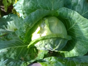  How to sow cabbage on seedlings in an unheated greenhouse?