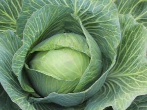  Cabbage Parel: characteristics of the variety and characteristics of cultivation