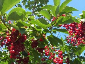  Red cherry: useful properties, planting and care