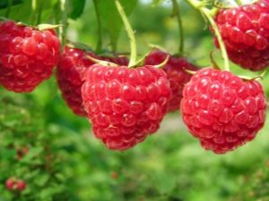  Large-fruited raspberry varieties: description and reviews