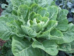  Kale: varieties and cultivation features