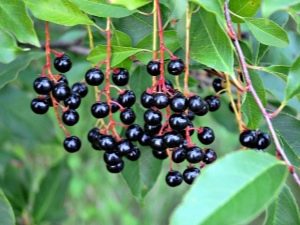  The best varieties of bird cherry: a description and breeding guide