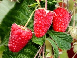  Raspberry Atlant: variety characteristics and care recommendations