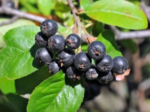  Description of black chokeberry: useful properties and growing plants