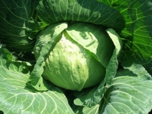  Description and properties of the variety of cabbage Krautman