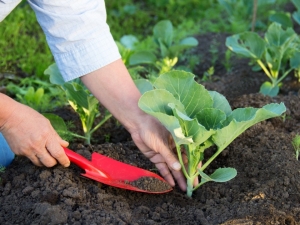  Cabbage planting: sowing technology and cultivation rules