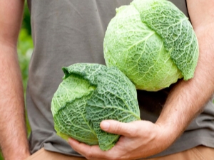  Savoy cabbage: features and varieties, planting and care, tips on storage and use