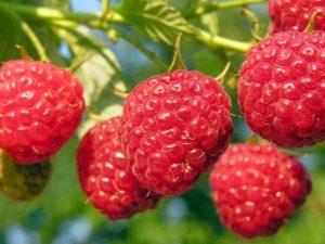  Growing raspberry seed: planting and care tips