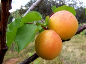  Apricot Champion of the North: the characteristic of a grade and features of cultivation