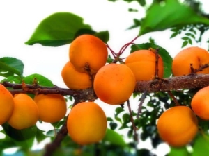  Apricot in Siberia: how to grow a southern fruit in harsh climates?