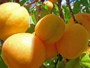  Apricot Zhigulevsky souvenir: variety for central Russia