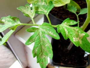  White spots on the leaves of tomatoes: causes and treatment