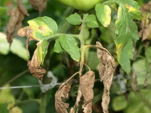  Diseases and pests of potato: description and methods of treatment