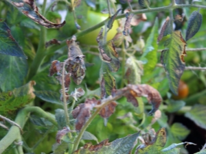  Diseases and pests of tomatoes: causes and methods of control