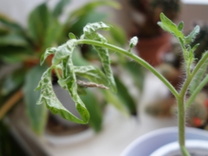  Diseases of tomato seedlings: description and treatment