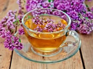  Tea with oregano: the benefits and harm to health