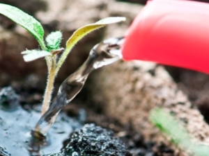  What can feed the seedlings of tomatoes?