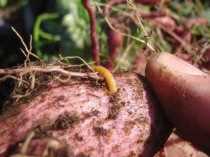  How to process potatoes from the wireworm before planting?